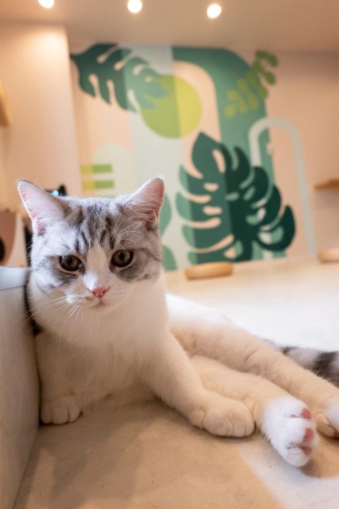 代官山・猫カフェ店内壁画制作